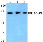 Phospho-HBP1 (Ser402) Polyclonal Antibody