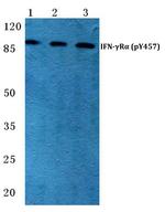 Phospho-IFNGR1 (Tyr457) Polyclonal Antibody