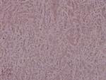 Phospho-IRS1 (Ser639) Antibody in Immunohistochemistry (Paraffin) (IHC (P))