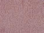 Phospho-IRS1 (Ser639) Polyclonal Antibody