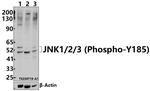 Phospho-JNK1/JNK2/JNK3 (Tyr185) Polyclonal Antibody
