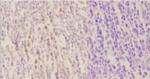 Phospho-RelB (Ser552) Polyclonal Antibody