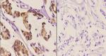Phospho-HSF1 (Ser303) Antibody in Immunohistochemistry (Paraffin) (IHC (P))