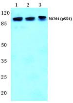Phospho-MCM4 (Ser54) Antibody in Western Blot (WB)