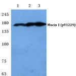 Phospho-MUC1 (Tyr1229) Polyclonal Antibody
