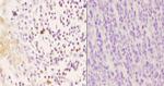 Phospho-p47phox (Ser370) Polyclonal Antibody