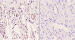 Phospho-PFKFB2 (Ser483) Polyclonal Antibody
