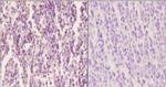Phospho-SOX9 (Ser181) Polyclonal Antibody