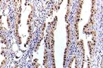 Phospho-STAT5 alpha (Ser780) Polyclonal Antibody