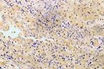 Phospho-GAB1 (Tyr627) Antibody in Immunohistochemistry (Paraffin) (IHC (P))