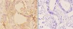 Adenylate Cyclase 9 Antibody in Immunohistochemistry (Paraffin) (IHC (P))