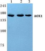 AOX1 Polyclonal Antibody