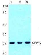 ATP5S Polyclonal Antibody