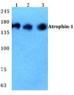 Atrophin 1 Polyclonal Antibody