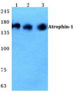 Atrophin 1 Antibody in Western Blot (WB)
