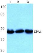 Carboxypeptidase A1 Polyclonal Antibody