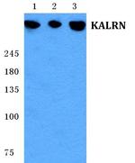 Kalirin Polyclonal Antibody