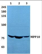 MPP10 Antibody in Western Blot (WB)
