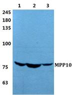 MPP10 Antibody in Western Blot (WB)