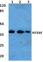 MTERF Antibody in Western Blot (WB)
