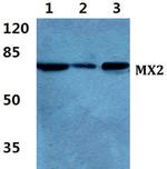 MX2 Polyclonal Antibody