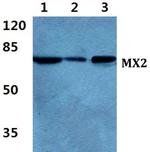MX2 Antibody in Western Blot (WB)