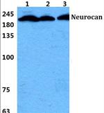 Neurocan Polyclonal Antibody