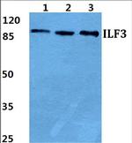 ILF3 Polyclonal Antibody