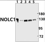 NOLC1 Polyclonal Antibody