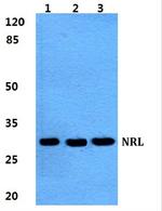 NRL Polyclonal Antibody