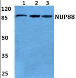 NUP88 Polyclonal Antibody