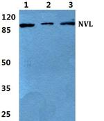 NVL Antibody in Western Blot (WB)