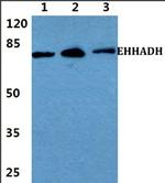 EHHADH Polyclonal Antibody