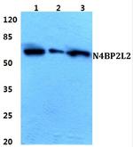 N4BP2L2 Polyclonal Antibody