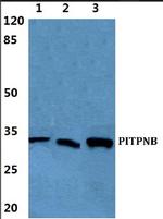 PITPNB Polyclonal Antibody