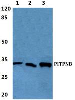 PITPNB Antibody in Western Blot (WB)