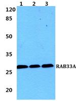 RAB33A Antibody in Western Blot (WB)