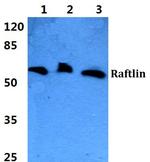 RFTN1 Polyclonal Antibody