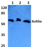 RFTN1 Antibody in Western Blot (WB)