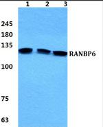 RANBP6 Polyclonal Antibody