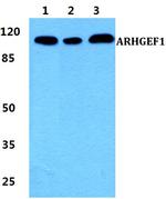 ARHGEF1 Polyclonal Antibody