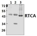 RTCA Antibody in Western Blot (WB)