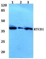 RTCA Antibody in Western Blot (WB)