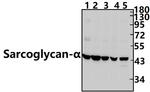 Alpha Sarcoglycan Polyclonal Antibody