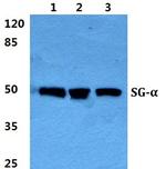 Alpha Sarcoglycan Antibody in Western Blot (WB)