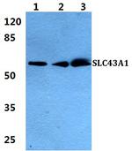 SLC43A1 Polyclonal Antibody