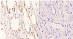SSBP2 Polyclonal Antibody