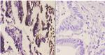 SSBP2 Antibody in Immunohistochemistry (Paraffin) (IHC (P))