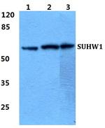 ZNF280A Antibody in Western Blot (WB)