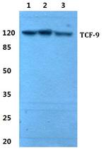 TCF9 Polyclonal Antibody